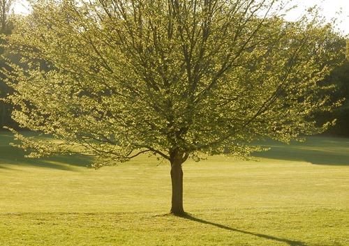 Cricket Club field, Cumnor